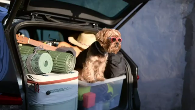 Holiday travel tips for you and your fur baby